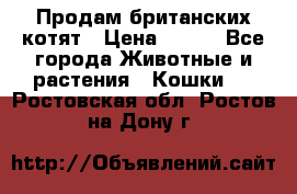 Продам британских котят › Цена ­ 500 - Все города Животные и растения » Кошки   . Ростовская обл.,Ростов-на-Дону г.